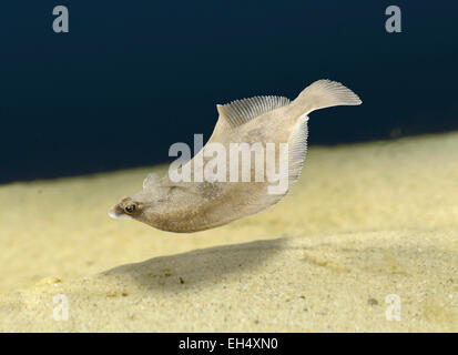 - La passera di mare Pleuronectes platessa Foto Stock