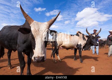 Madagascar, regione di Vakinankaratra, Antsirabe, zebu market Foto Stock