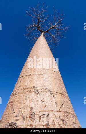 Madagascar, regione di Menabe, Morondava, vicolo del baobab, Grandidier il baobab (Adansonia grandidieri) Foto Stock