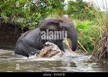 Il Gabon, Ogooue Provincia marittima, affida Loango National Park, Akaka sito in Fernan Vaz Laguna, African Forest elephant (Loxodonta cyclotis) che attraversa un fiume Foto Stock