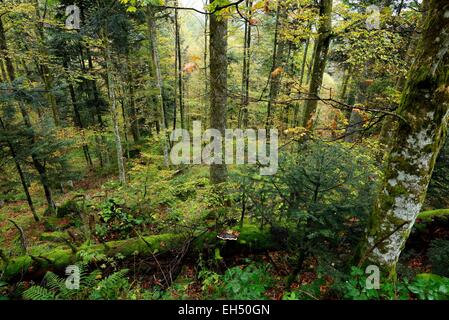 Francia, Vosges, Ventron, Grand Ventron, Grand Ventron Riserva Naturale, foresta Foto Stock