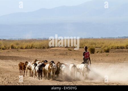 Kenya, Lake Magadi, Masai dei capi di bestiame e un giovane Masai Foto Stock