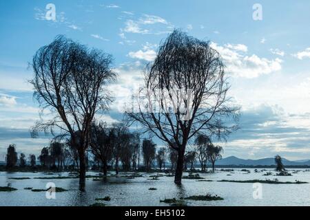 Il Kenya, il lago Naivasha e gli alberi morti, inondati di 2014 Foto Stock