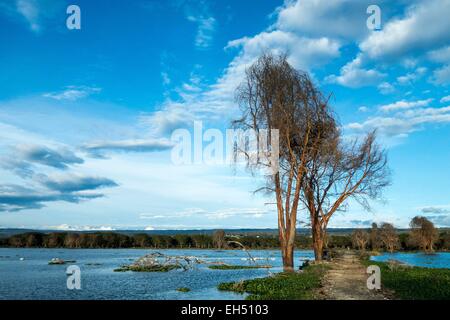 Il Kenya, il lago Naivasha e gli alberi morti, inondati di 2014 Foto Stock