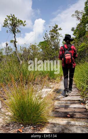 La Malesia, Borneo Sarawak, Bako National Park, donna escursionismo sul Telok Pandan Kecil trail Foto Stock