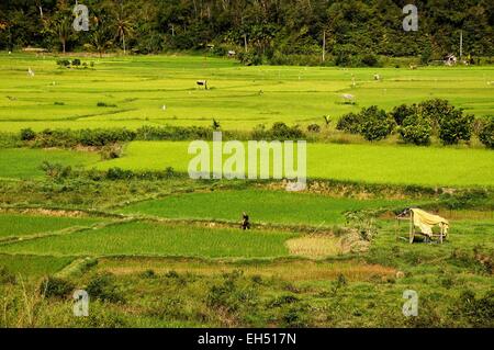 Indonesia, a ovest di Sumatra, Highlands Minangkabau, Bukittinggi area, Harau valley, campi di riso circondato da scogliere in valle Harau Foto Stock