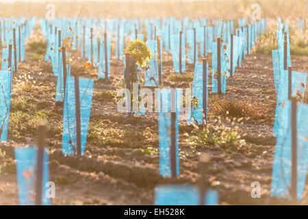 Francia, Gironde, Saint Aubin de Blaye, vigneto e il paesaggio intorno al villaggio Foto Stock