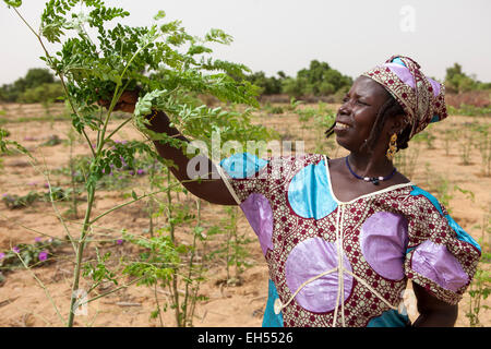 Le donne del gruppo giardino, Tera, a ovest del Niger: Ramata Hama, 38, uno di 52 donne nel locale gruppo di giardinaggio raccolta Meringa commestibili foglie. Foto Stock