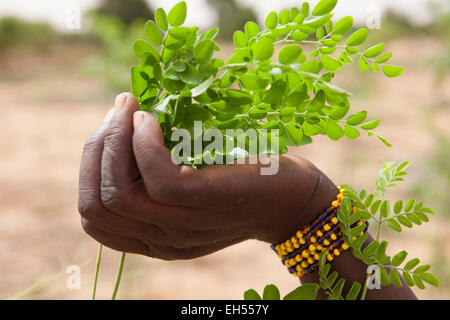 Le donne del gruppo giardino, Tera, a ovest del Niger: Ramata Hama, 38, uno di 52 donne nel locale gruppo di giardinaggio raccolta Meringa commestibili foglie. Foto Stock