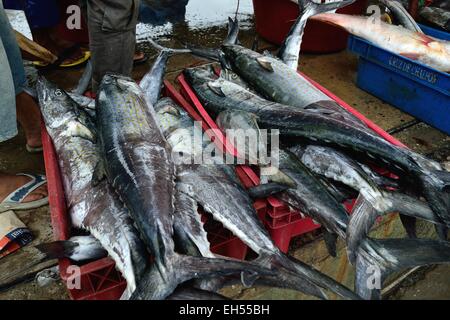 Sierra pesce - Porto di Puerto Pizarro. Dipartimento di Tumbes .PERÙ Foto Stock