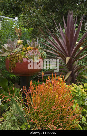 Collezione di piante succulente Foto Stock