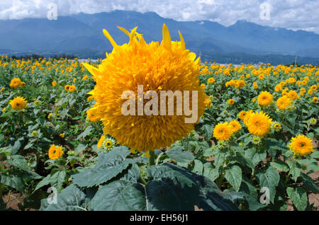 Akeno Festival di girasole, Hokuto, Prefettura di Yamanashi, Giappone, Sud delle Alpi (Mt. Yatsugatake, Mt. Kayagatake) in estate Foto Stock