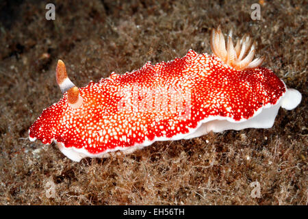 Nudibranch, Goniobranchus reticulata. Descritto in precedenza come Chromodoris reticulata. Tulamben, Bali, Indonesia. Foto Stock