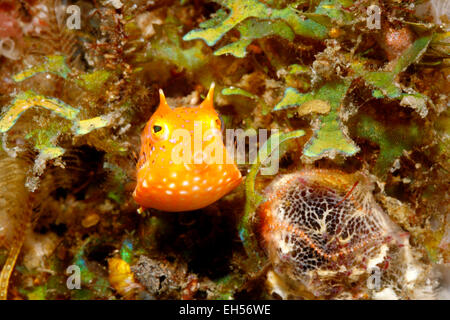 Novellame Longhorn Cowfish, Lactoria cornuta o Lactoria fornasini Foto Stock