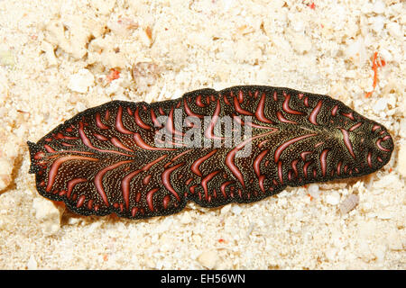 Tappeto persiano Flatworm Marini, Pseudobiceros bedfordi. Foto Stock