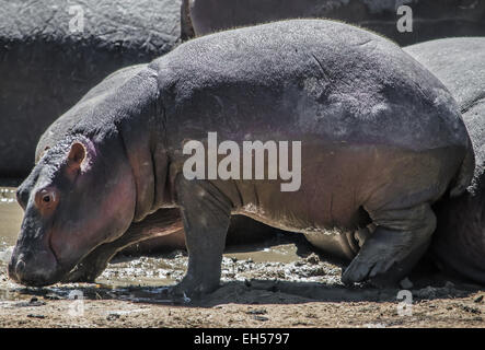 Ippopotamo del bambino Foto Stock