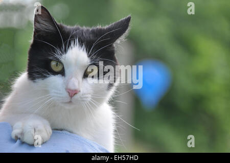 Gatto bianco e nero in posa per la fotocamera con uno sfondo sfocato Foto Stock