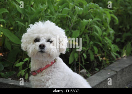 Maltese Foto Stock