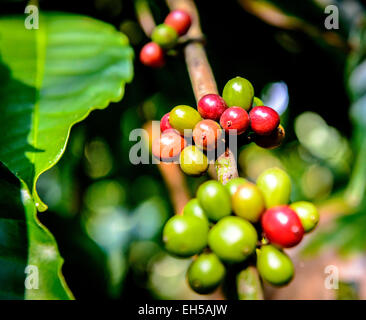 Piantagione di caffè in India del Sud Foto Stock