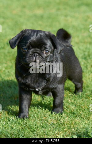 Cucciolo nero del pug Foto Stock