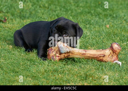 Black pug cucciolo Godendo mangiando un osso Foto Stock