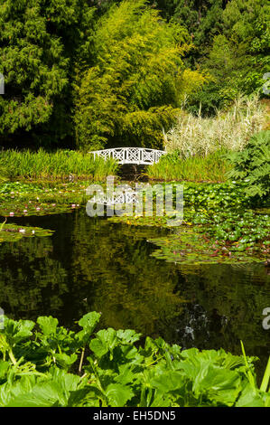 Lily Pond, Tasmanian Botanical Gardens, Hobart, Tasmania, Australia Foto Stock