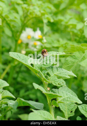 Due coppia colorado bug sulla boccola di patate Foto Stock