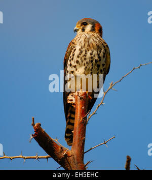 American Gheppio (Falco sparverius), colloquialmente noto come sparviero, su un ramo sull'isola caraibica di Montserrat Foto Stock