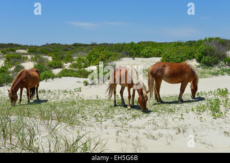 Lo spagnolo mustangs cavalli selvaggi sulle dune in Carolina del nord Foto Stock