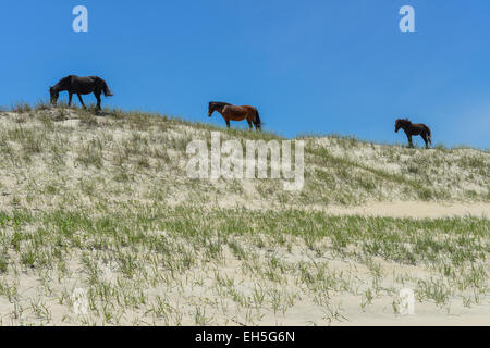 Lo spagnolo mustangs cavalli selvaggi sulle dune in Carolina del nord Foto Stock