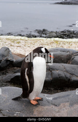 L'Antartide, Isola Goudier, Port Lockroy, adulto, pinguino Gentoo sul percorso della base britannica Foto Stock