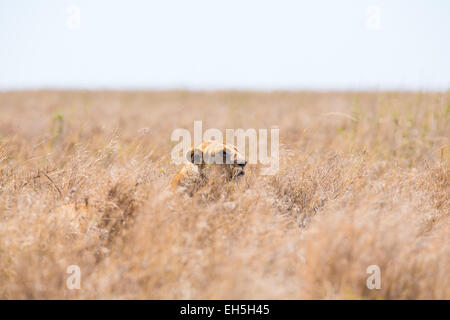 Lion nascondere in erba Foto Stock