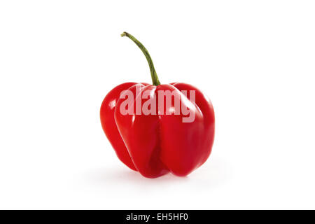 Organici di rosso peperoncino habanero spice su sfondo bianco. Foto Stock