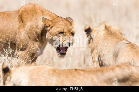 Arrabbiato wild lion in Africa Foto Stock