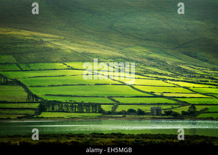 Campi verdi sul Ring di Kerry come si vede dall' isola Valentia, Irlanda Foto Stock