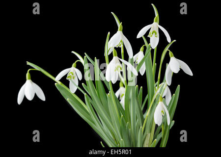 Galanthus nivalis (Comune snowdrop) Foto Stock