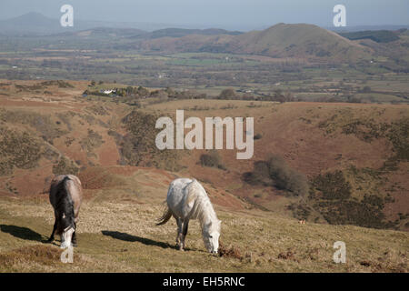 Pony selvatici sulla lunga Mynd, Shropshire, Inghilterra. Foto Stock