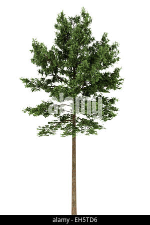 Pino silvestre albero isolato su sfondo bianco Foto Stock