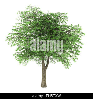 Il Libano cedro isolato su sfondo bianco Foto Stock