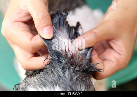 Le mani che la pulizia di Shih Tzu cane per una buona salute. Foto Stock