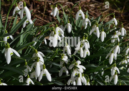 Snowdrops spirng Foto Stock