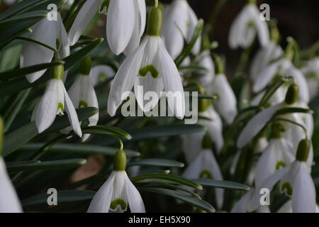 Snowdrops spirng Foto Stock