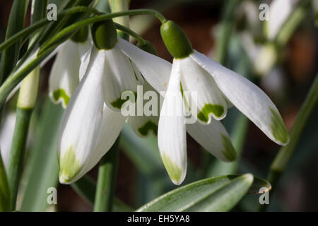 Contrassegni di colore verde su i petali esterni distinguere questa variante della comune snowdrop, Galanthus nivalis 'Viridapice' Foto Stock