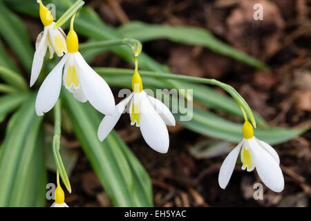 Contrassegni di colore giallo distinguere questa insolita snowdrop, Galanthus plicatus 'Wendy's Gold' Foto Stock