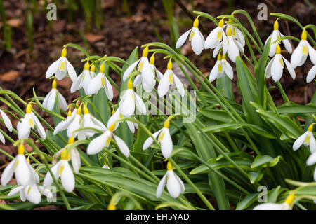 Contrassegni di colore giallo distinguere questa insolita snowdrop, Galanthus plicatus 'Wendy's Gold' Foto Stock