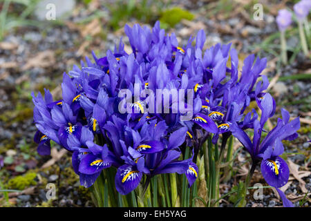 Ammassato fiori della fioritura invernale dwarf Iris reticulata "Harmony". Foto Stock
