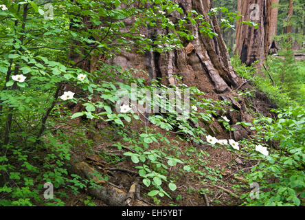 Fioritura sanguinello davanti a una sequoia redwood tree, Sequoia National Park, California. Foto Stock