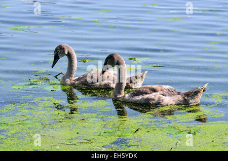 Due giovani cigno galleggiante sul lago Foto Stock