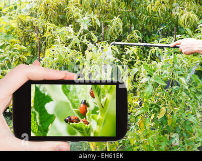 Concetto di giardino - uomo prendendo foto di irrorazione di insetticida su Colorado potato beetle sul gadget mobile in giardino Foto Stock