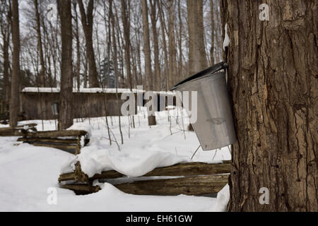 La benna sullo zucchero di acero in Ontario boccola di zucchero per raccogliere sap per sciroppo di zucchero shack in una coperta di neve forest Ontario Canada Foto Stock